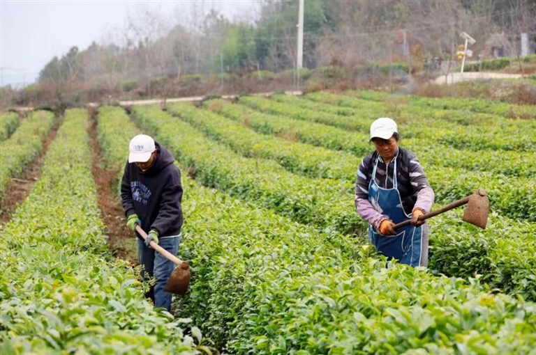 Weeding and loosening soil