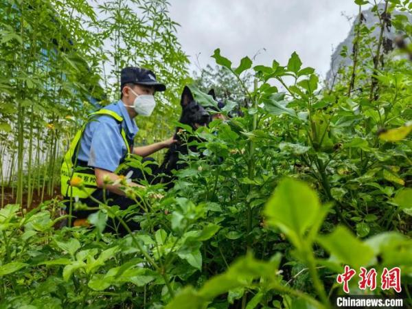 Guangxi Chongzuo Border Management Detachment cracked a serious transnational smuggling crime case.